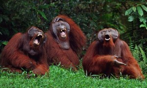 Orangutans Laughing